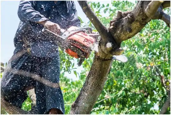 tree services May Creek